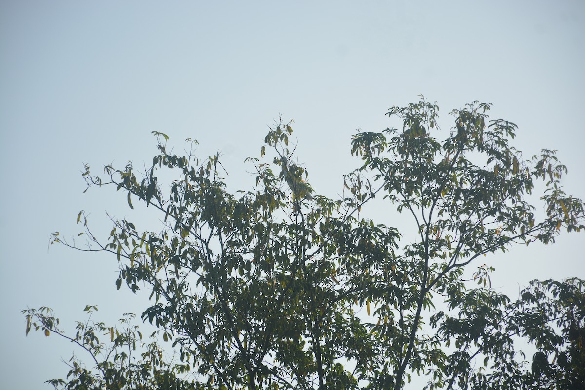 Бэсрэг дэглий - ML643685771