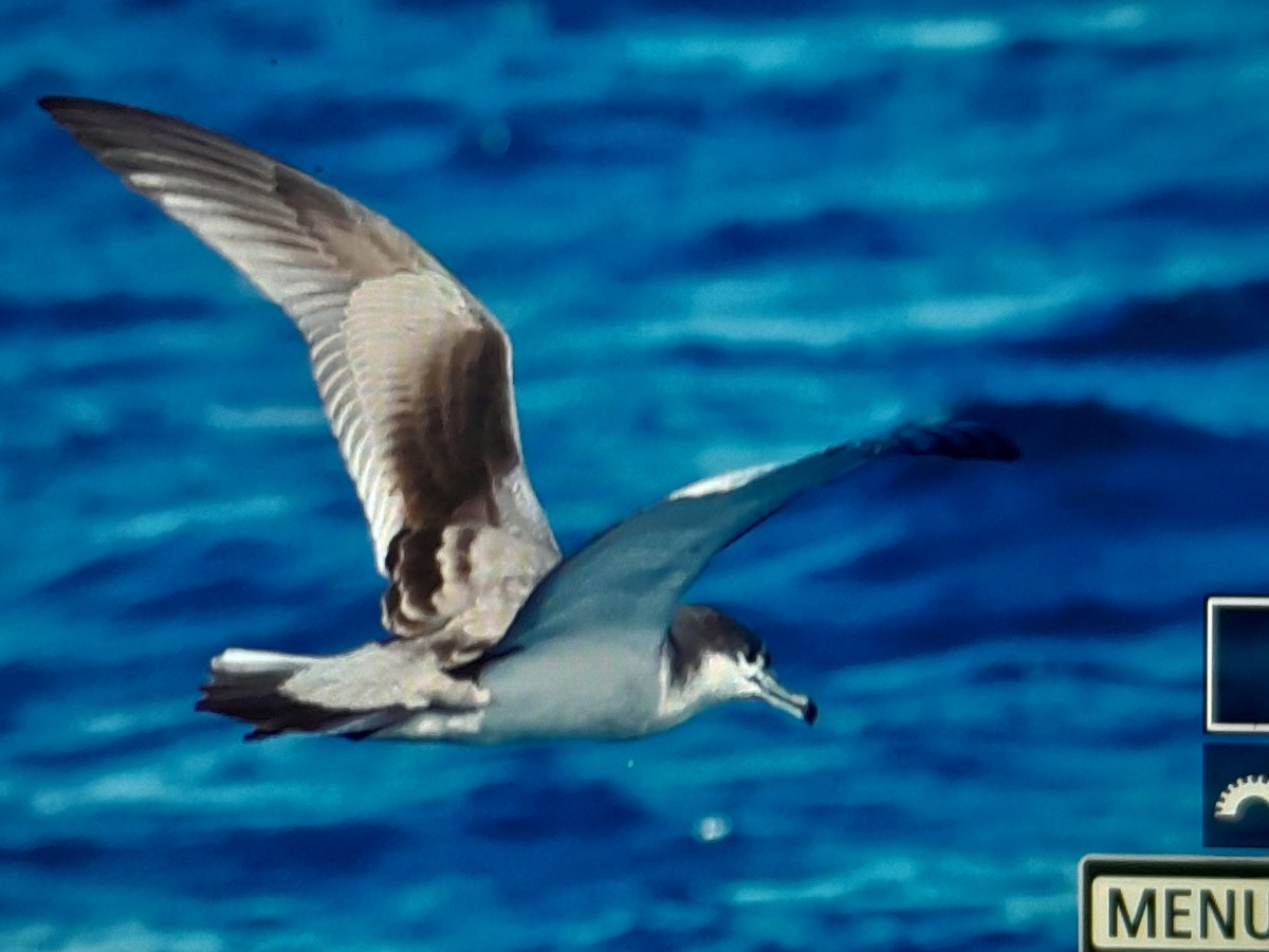 Buller's Shearwater - ML643685786