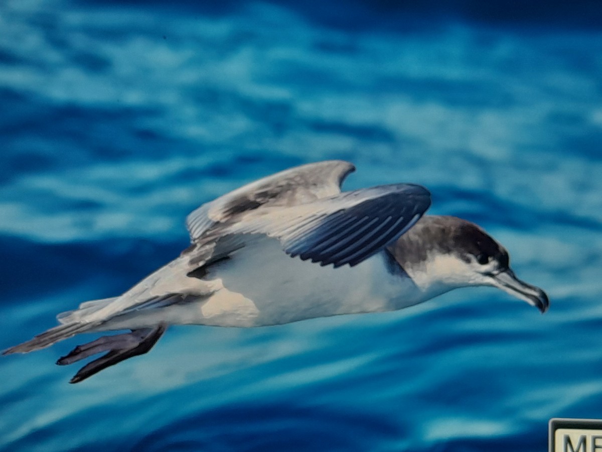 Buller's Shearwater - ML643685787