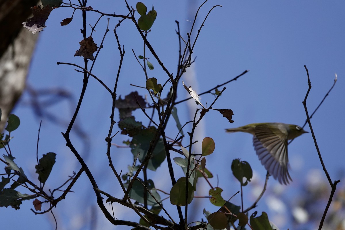 Silvereye - ML643685790