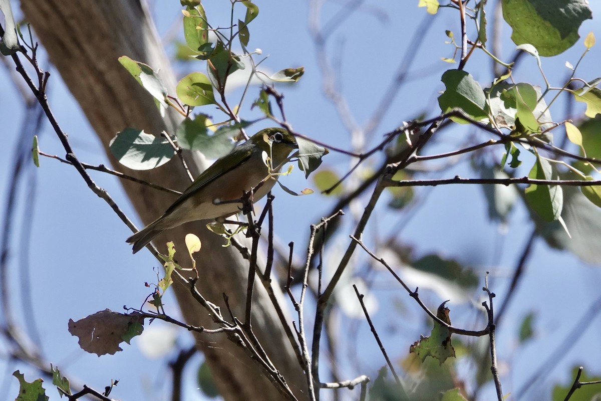 Silvereye - ML643685791