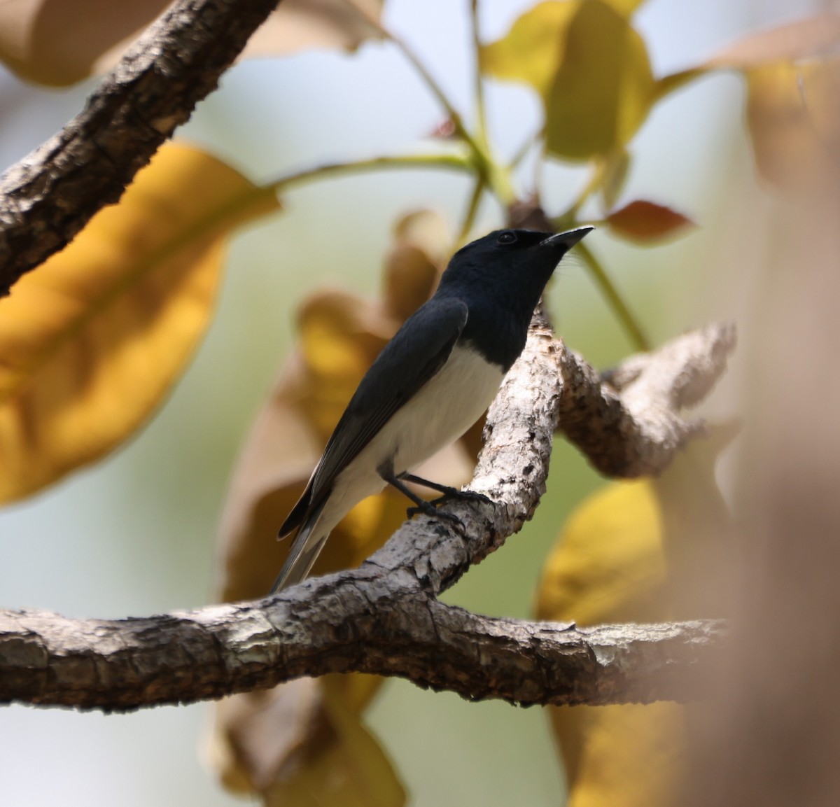 Leaden Flycatcher - ML643685794