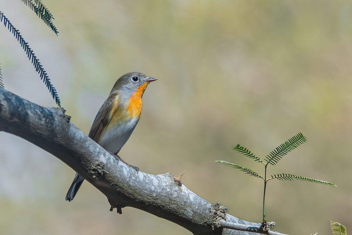 Euli-txori papargorria - ML643685807