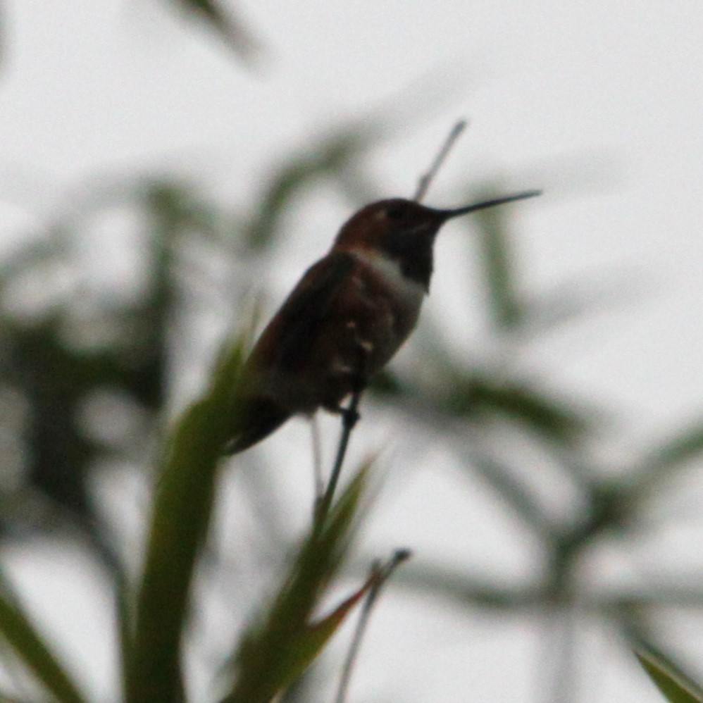 Ruby-throated Hummingbird - ML643685809
