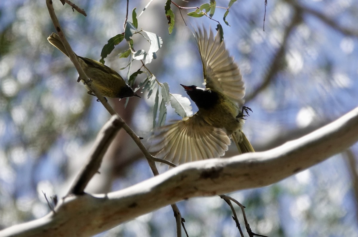 White-eared Honeyeater - ML643685819