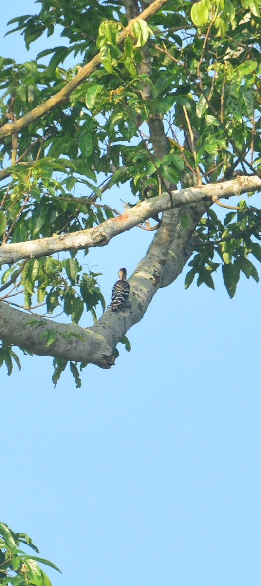 Fulvous-breasted Woodpecker - ML643685825