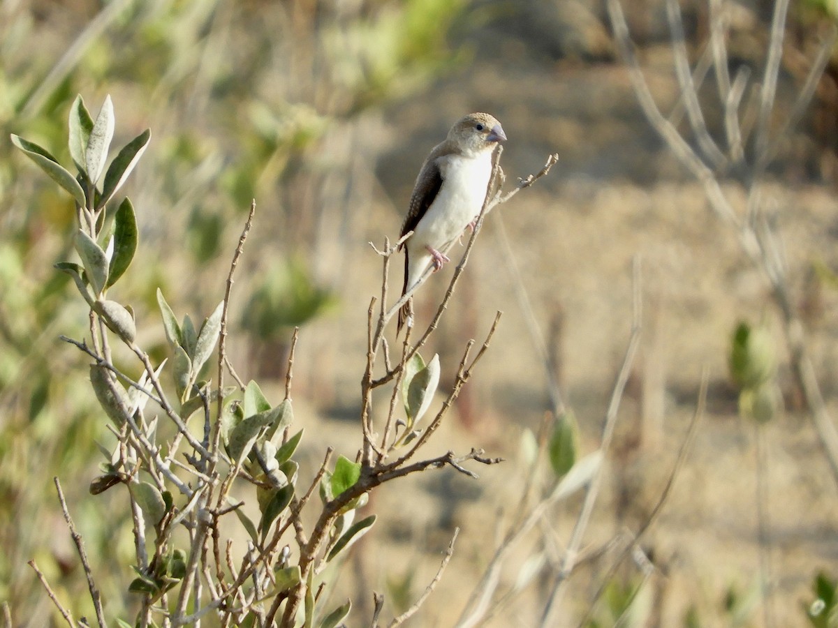 African Silverbill - ML643685842