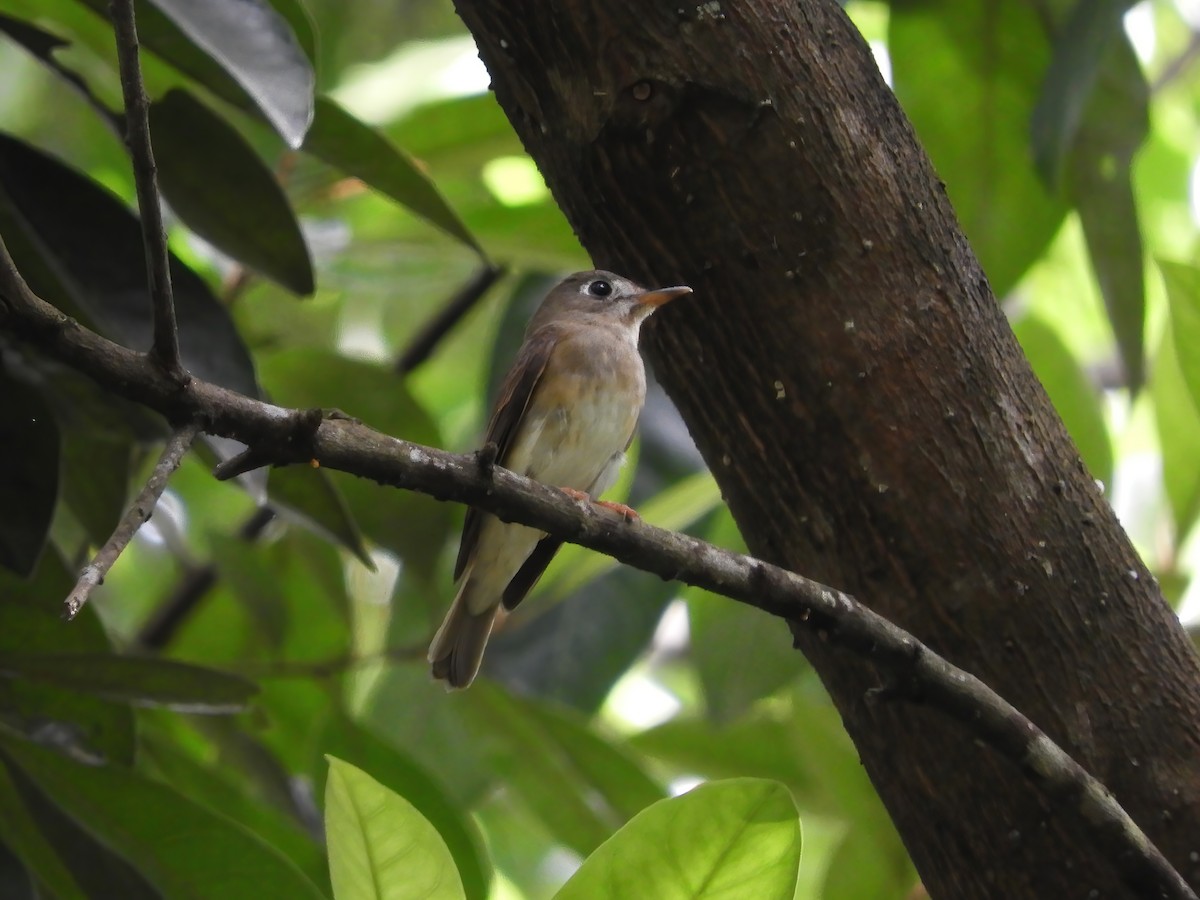 Brown-breasted Flycatcher - ML643685856
