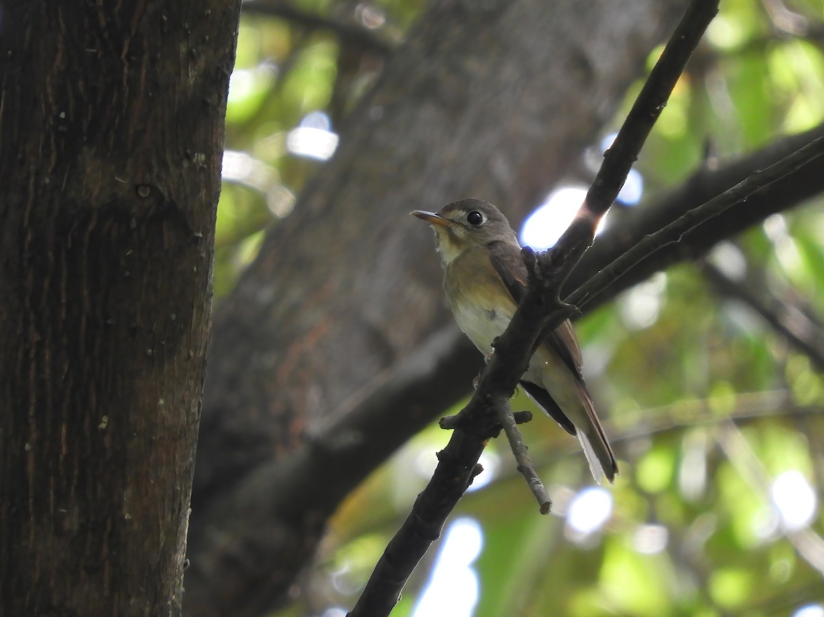 Brown-breasted Flycatcher - ML643685857
