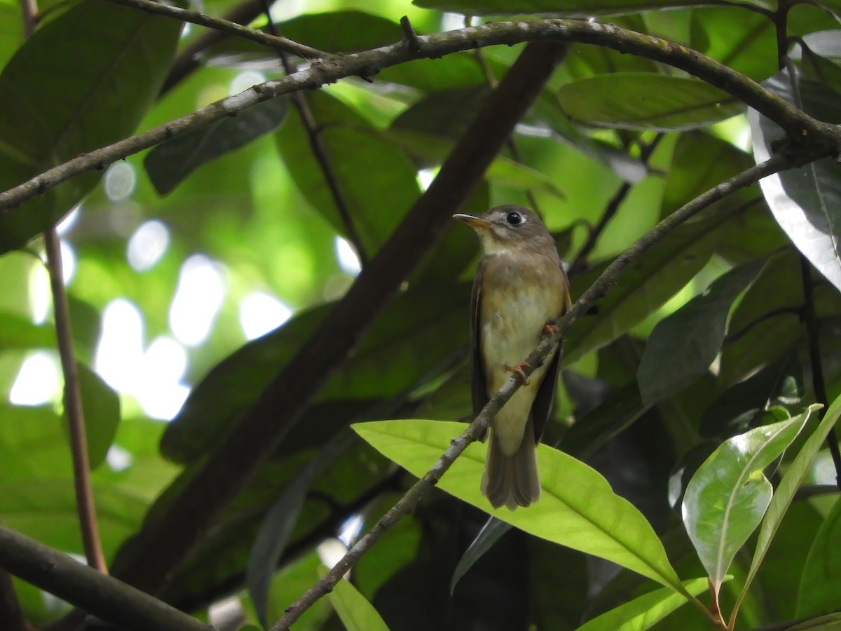 Brown-breasted Flycatcher - ML643685858