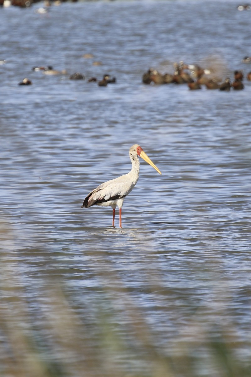 Yellow-billed Stork - ML643685868