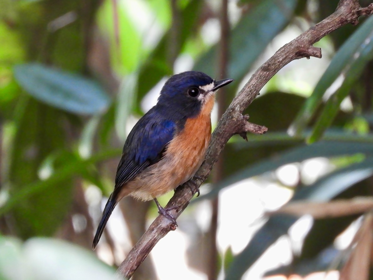 Mangrove Blue Flycatcher - ML643685869
