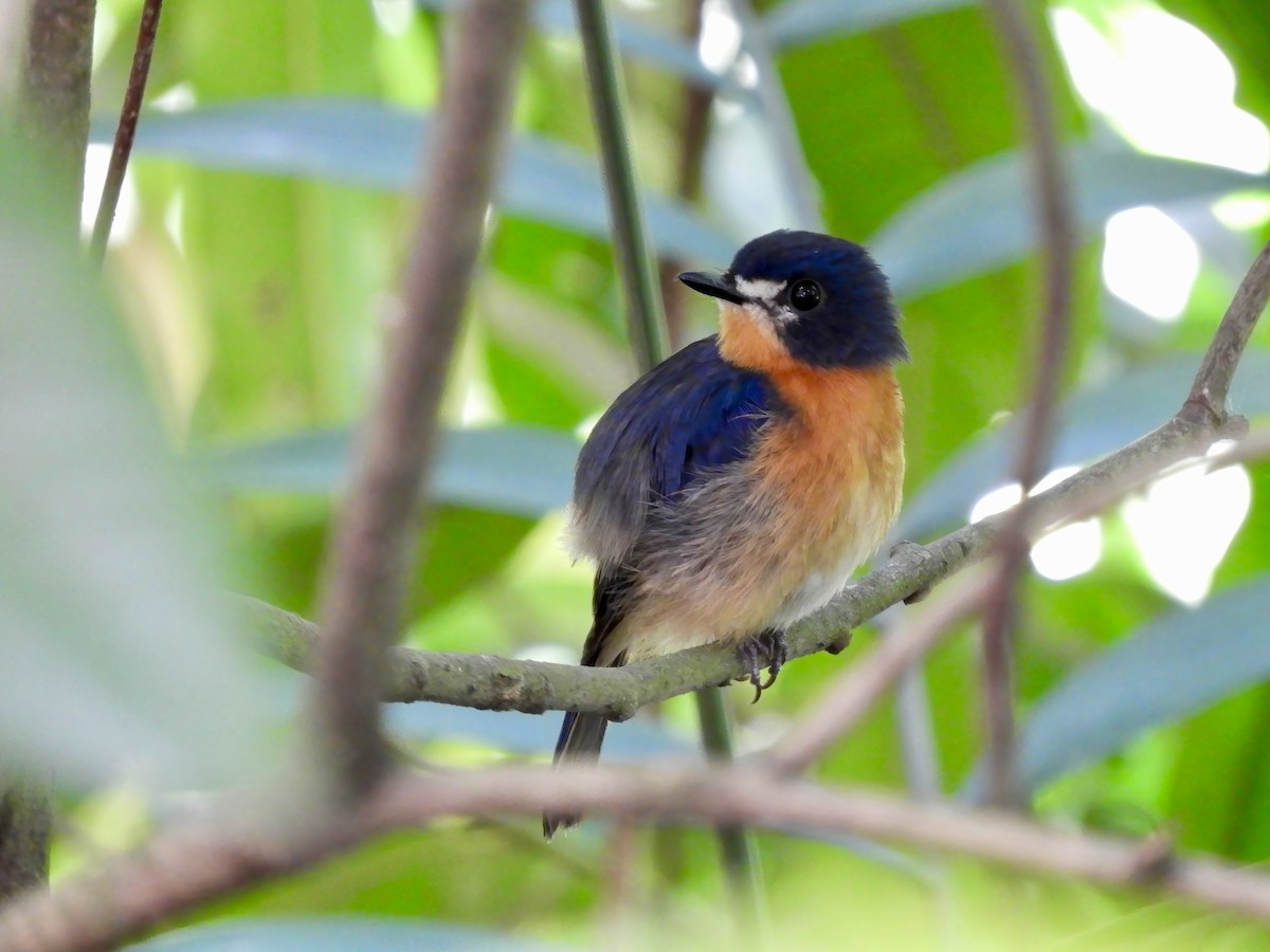 Mangrove Blue Flycatcher - ML643685870