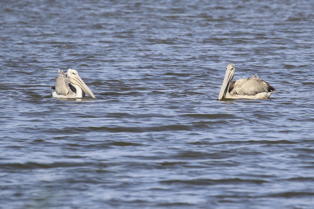 Pink-backed Pelican - ML643685893