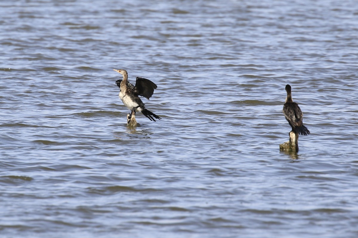 Reed Cormorant - ML643685896