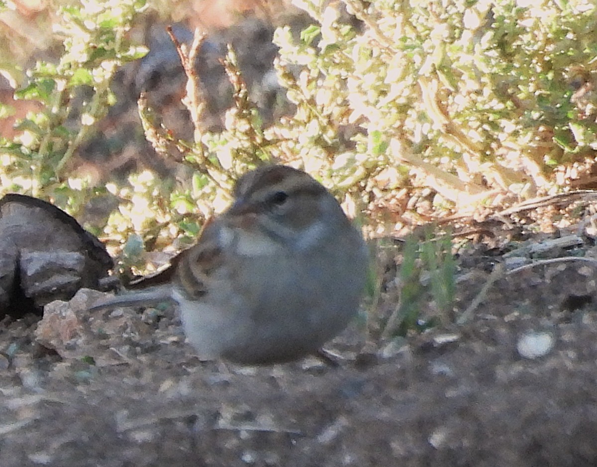 Chipping Sparrow - ML643685911