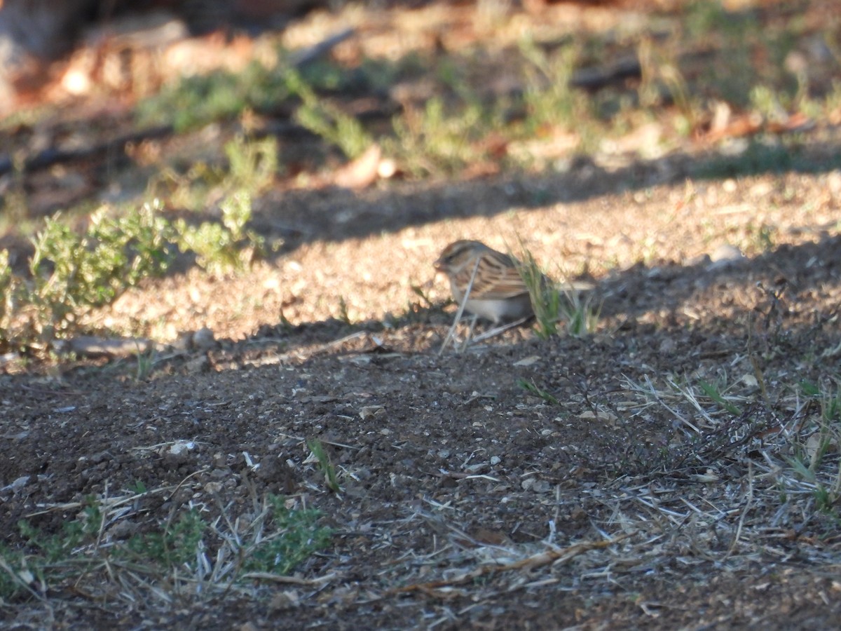 Chipping Sparrow - ML643685917