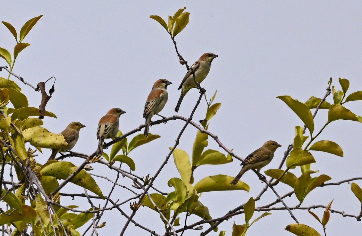 Plain-backed Sparrow - ML643685920