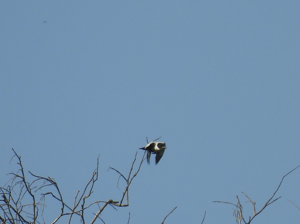 Black-crowned Tityra - ML643685931