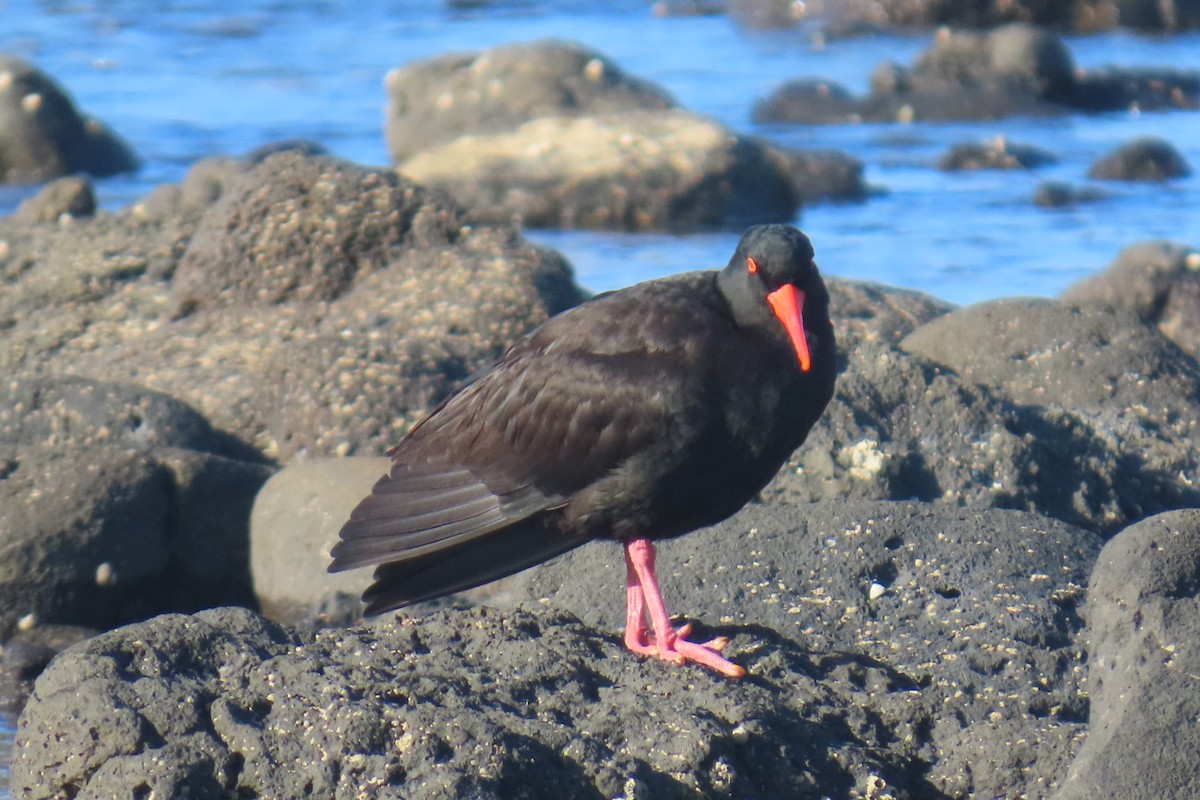 Sooty Oystercatcher - ML643685939