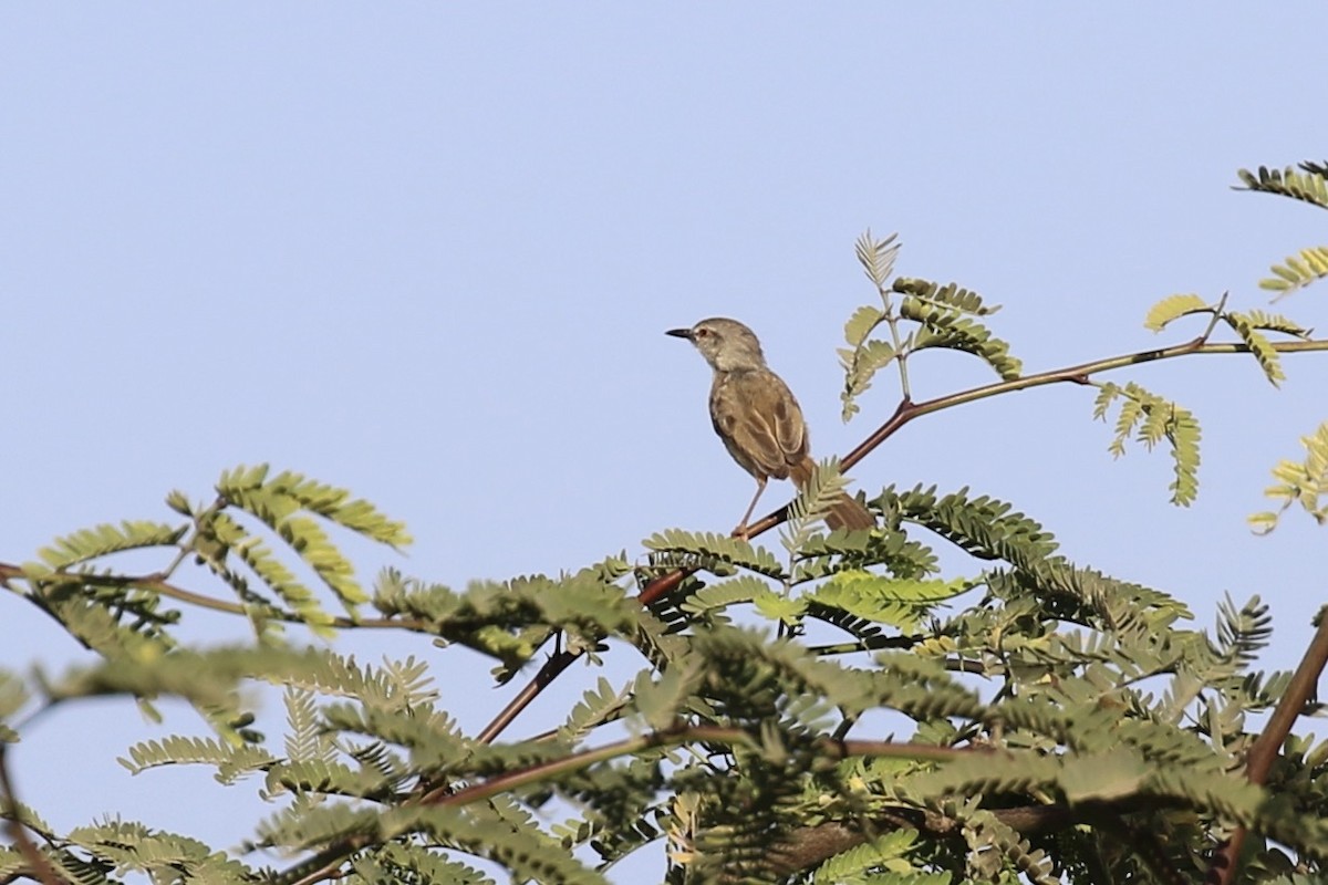 River Prinia - ML643685940