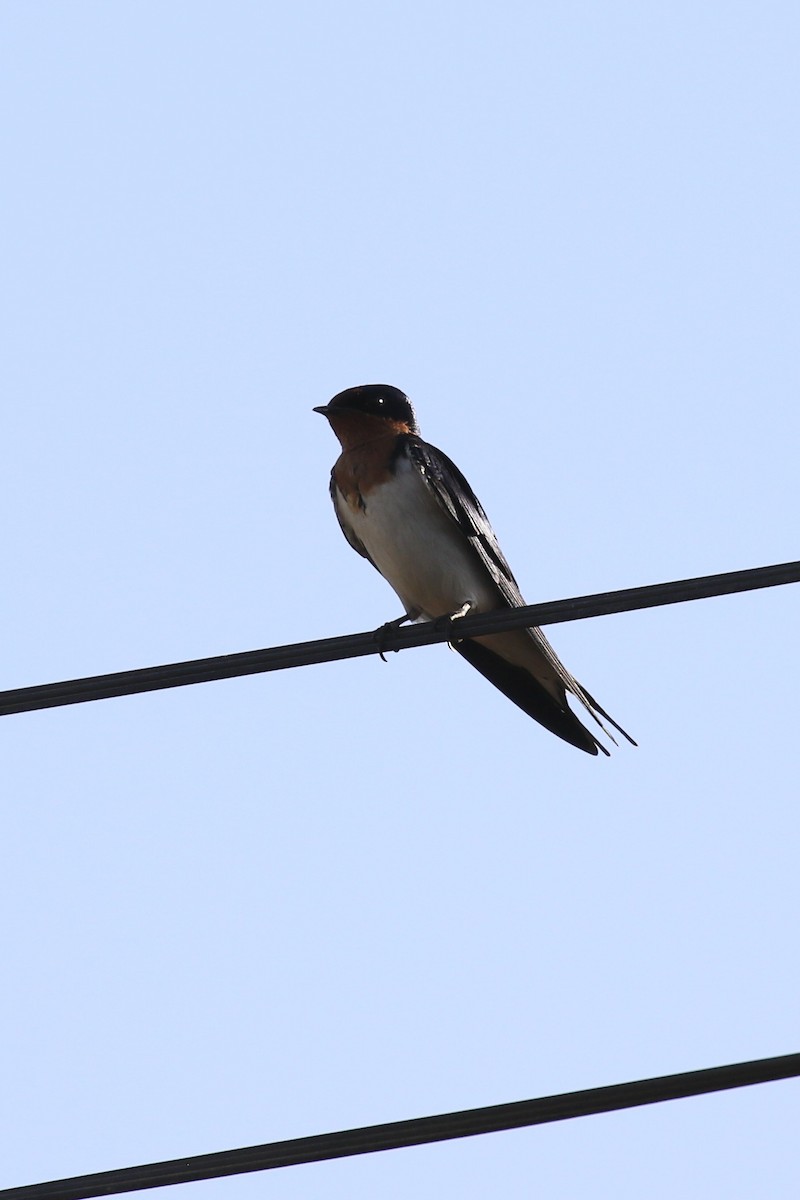 Red-chested Swallow - ML643685957