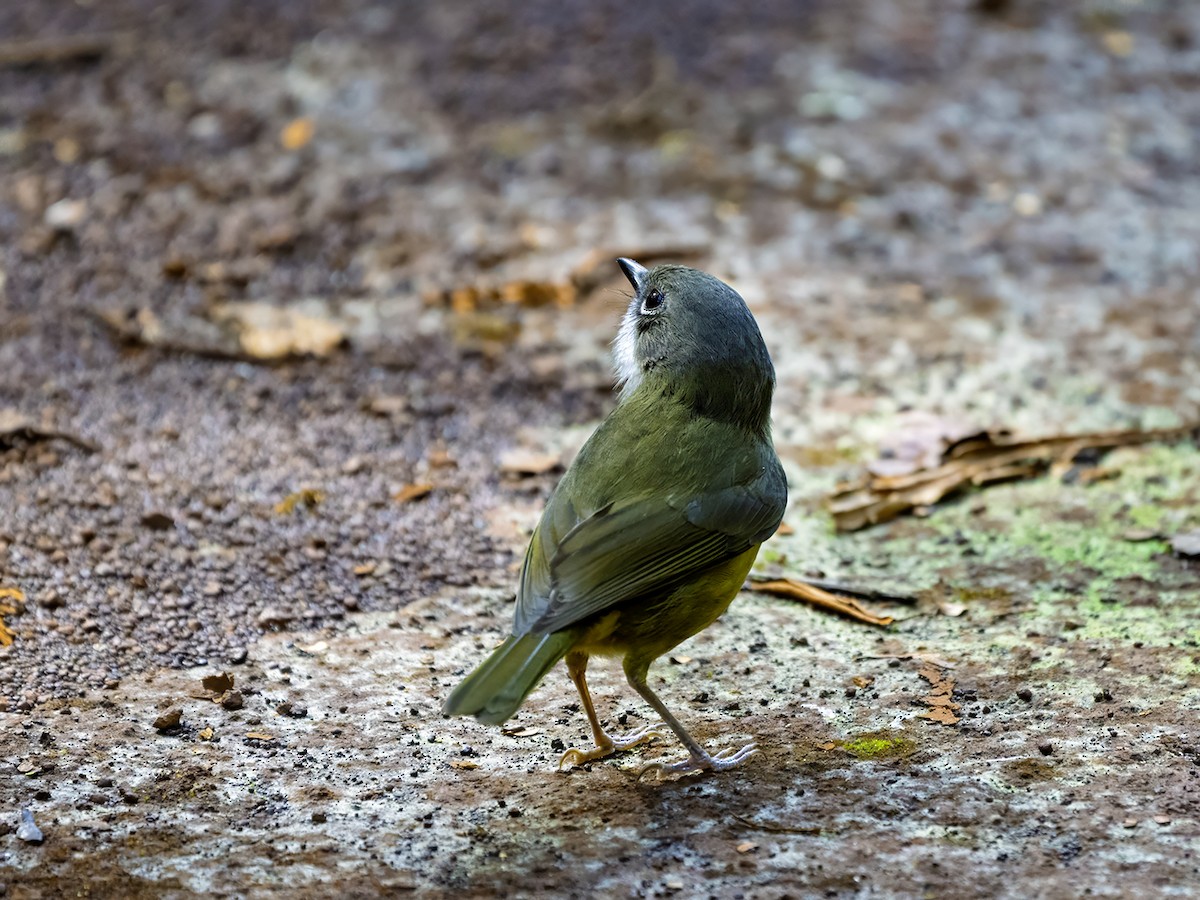 New Caledonian Whistler - ML643685968