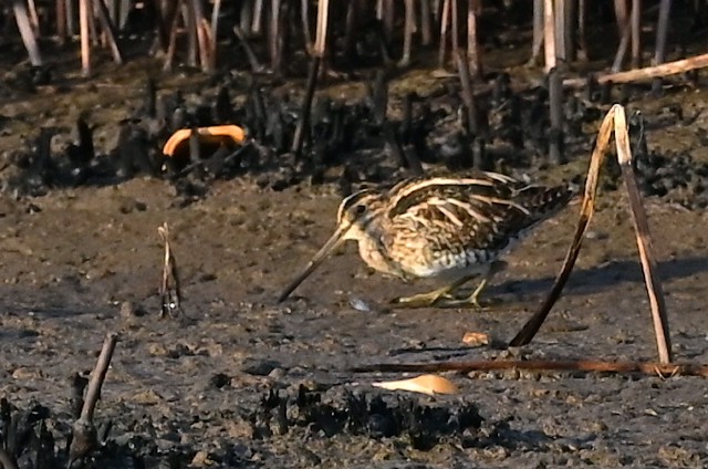 Common Snipe - ML643685973