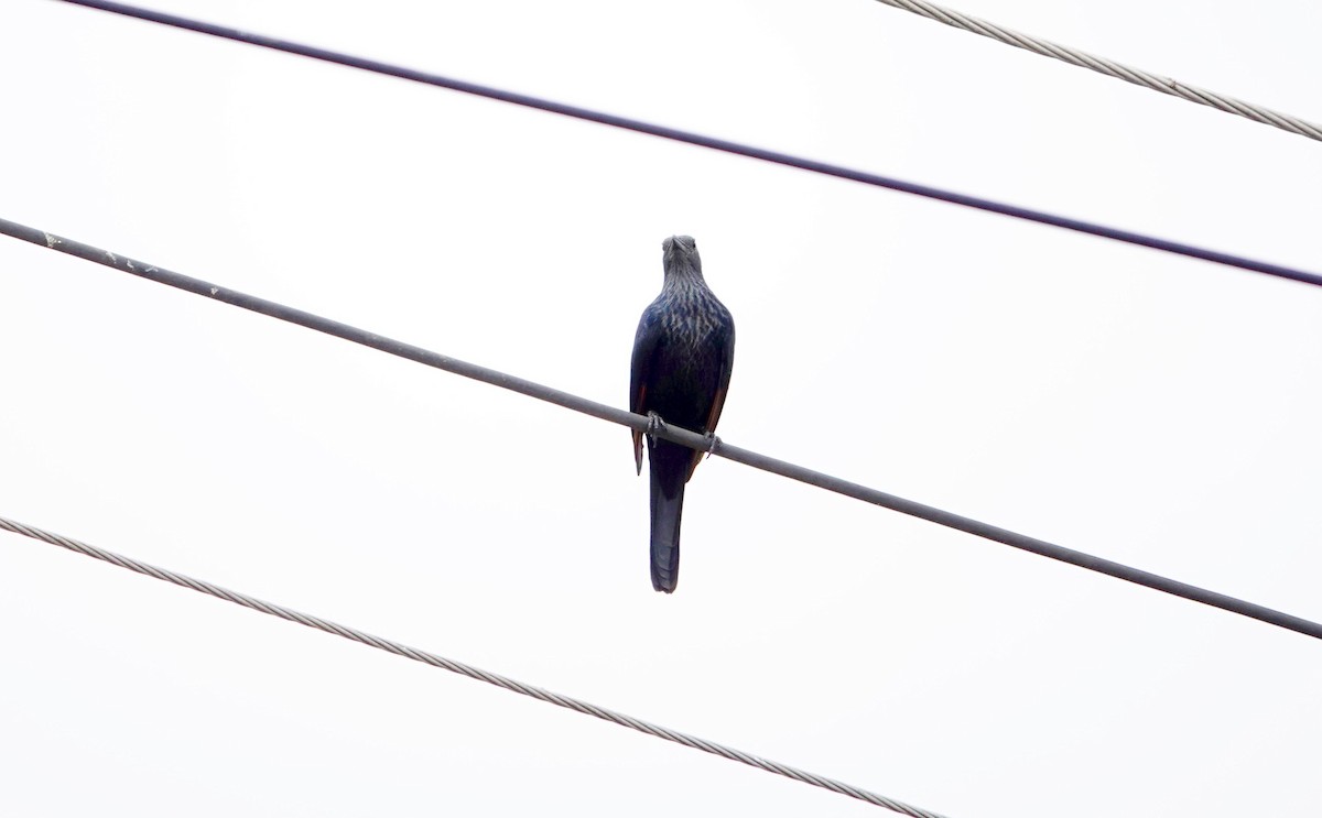 Red-winged Starling - ML643685974