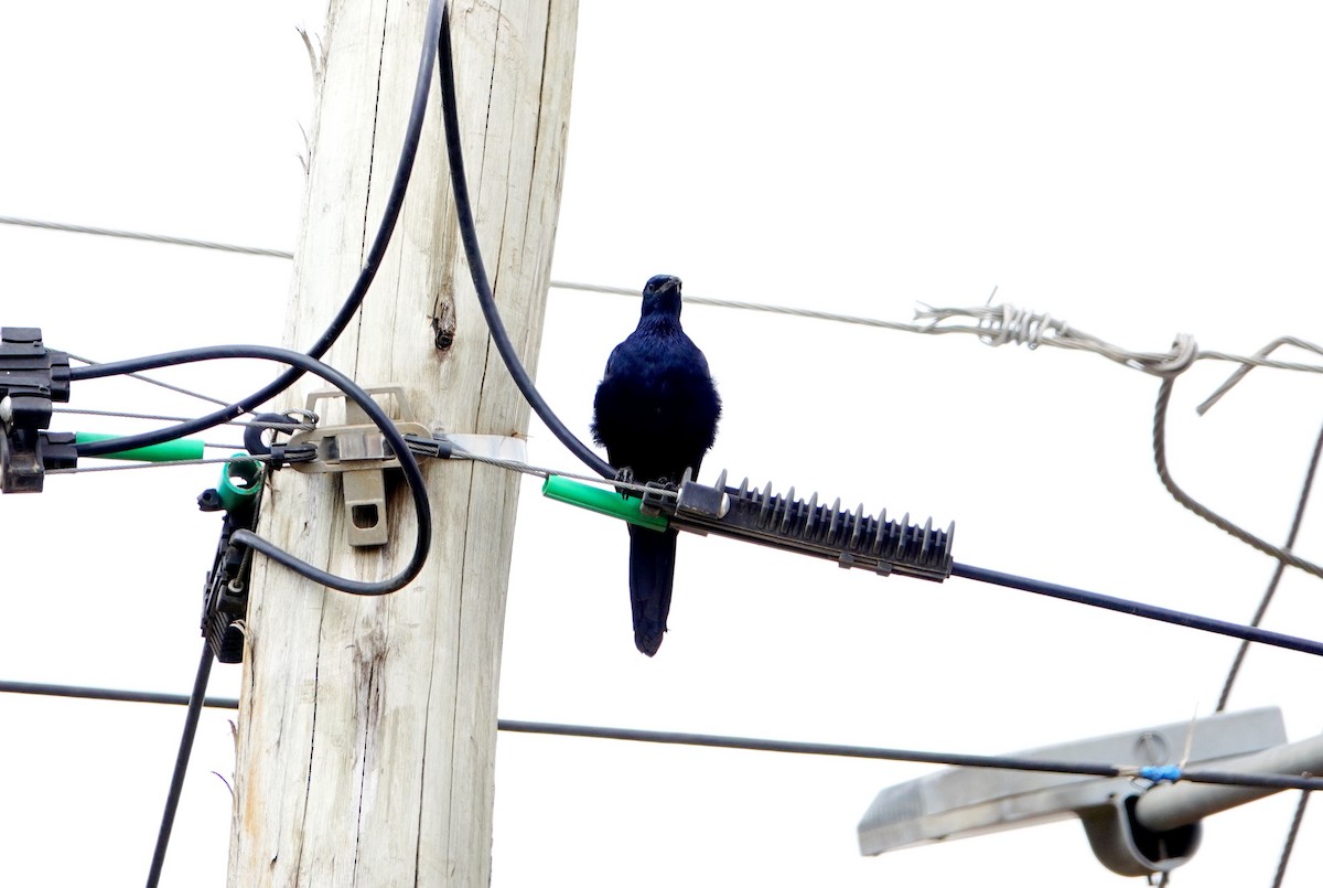 Red-winged Starling - ML643685975