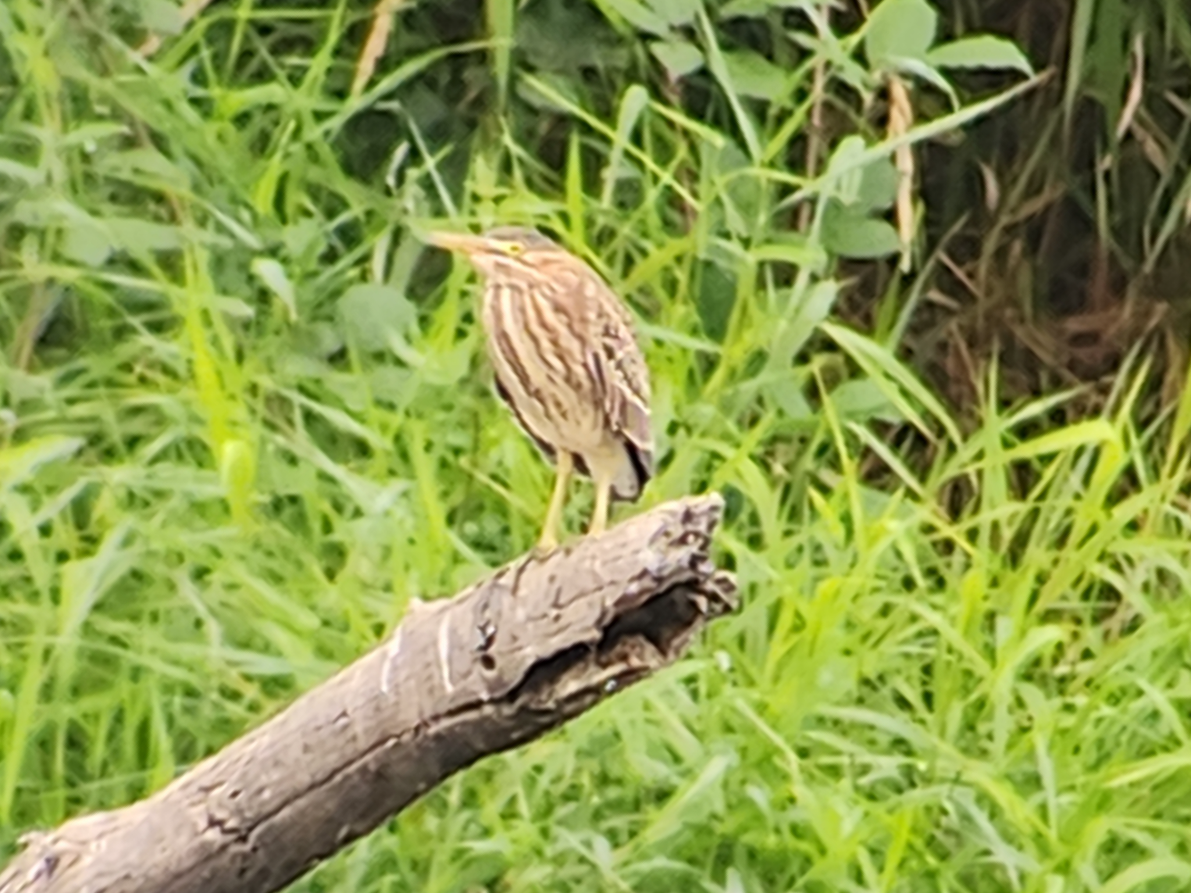 Green Heron - ML643685984