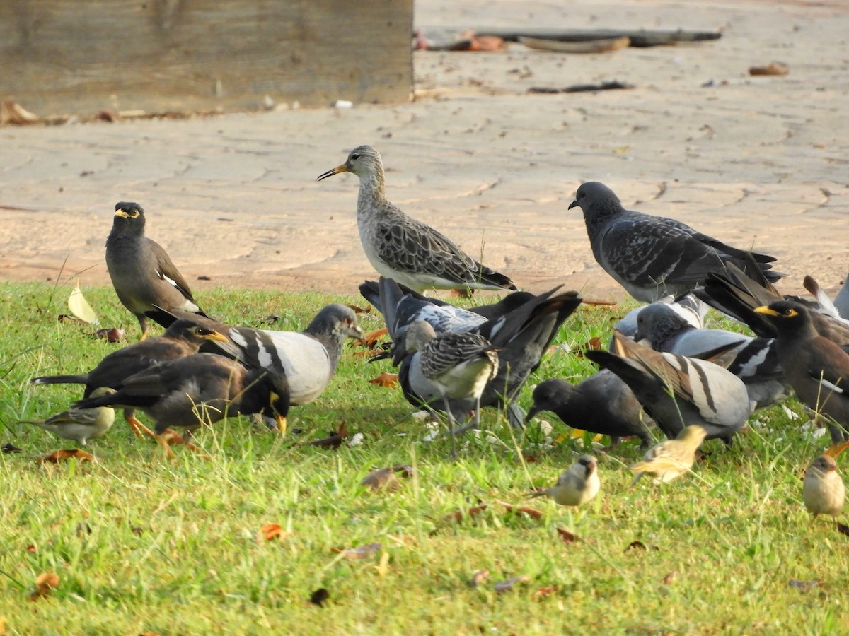 エリマキシギ - ML643686002