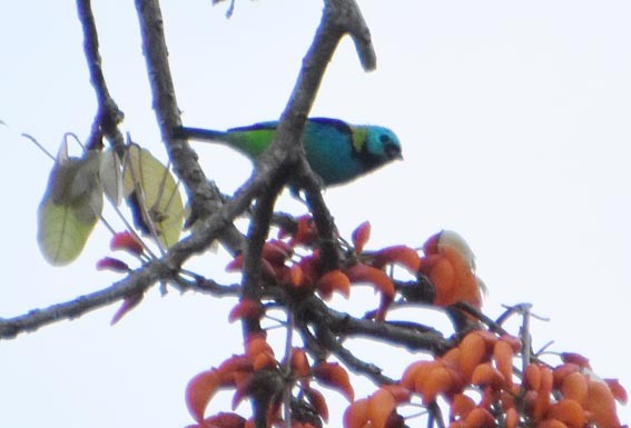 Green-headed Tanager - ML643686027