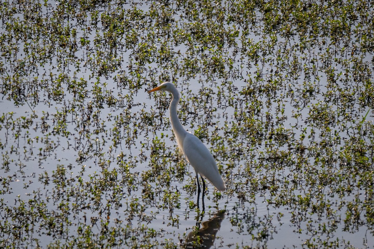 Yellow-billed/Medium Egret - ML643686028