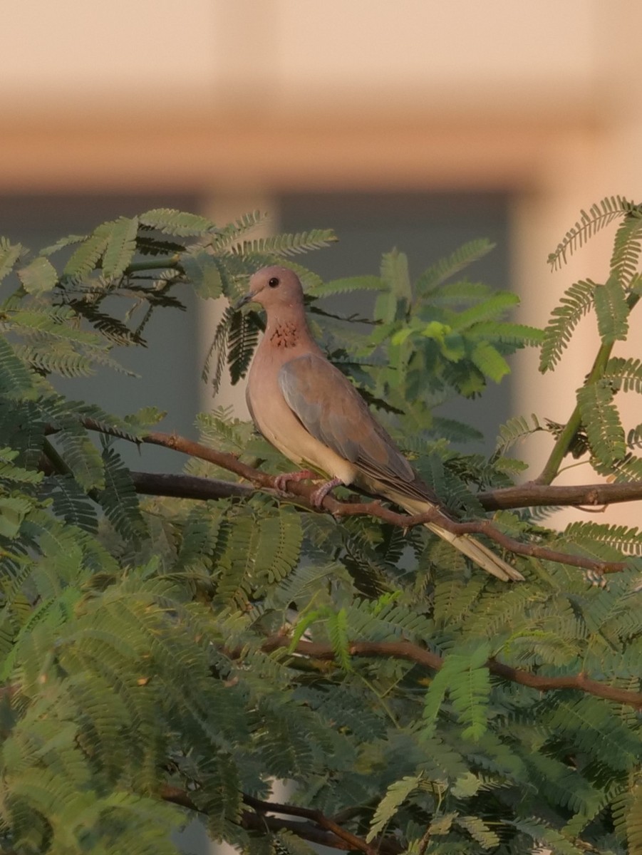 Өөдсөн хүүрзгэнэ - ML643686034