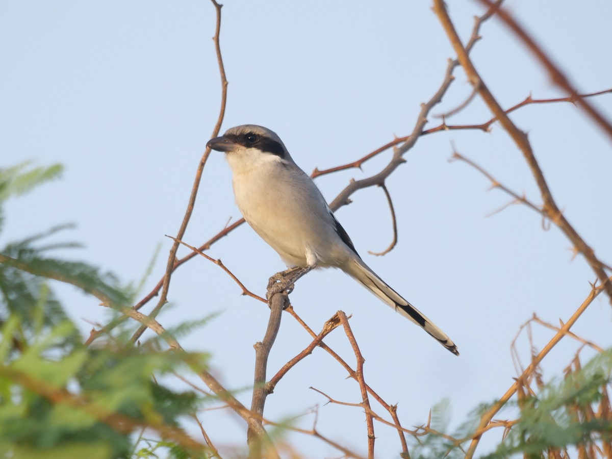 Үнсэн дунхай - ML643686036