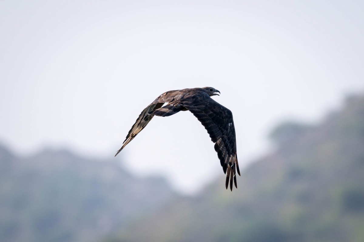 Oriental Honey-buzzard - ML643686039