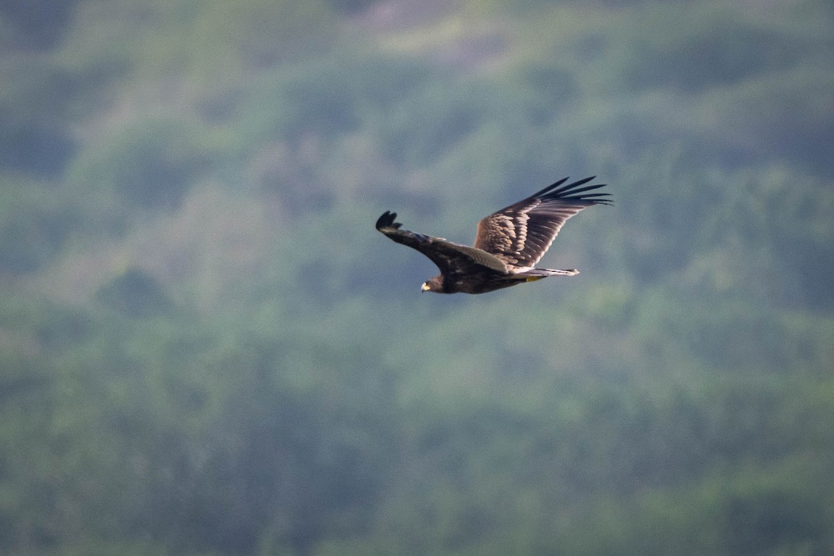Greater Spotted Eagle - ML643686040