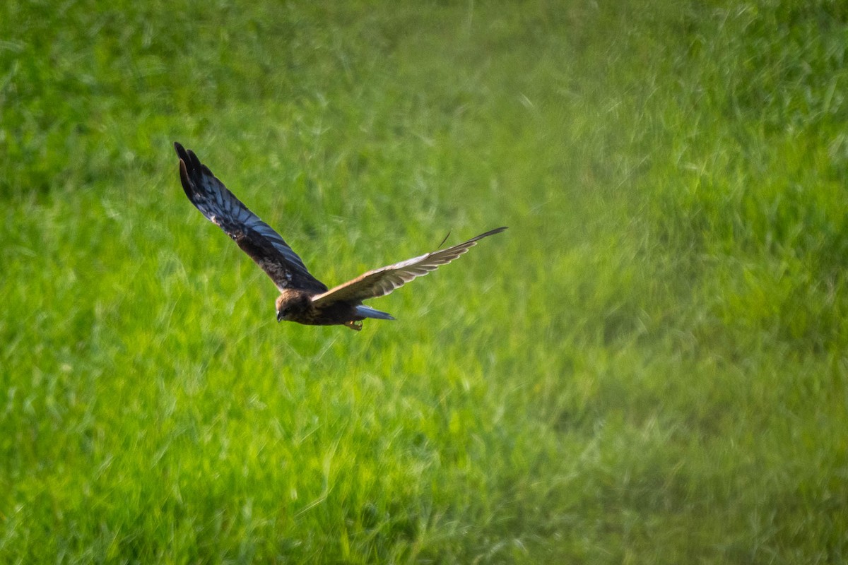 Western Marsh Harrier - ML643686041
