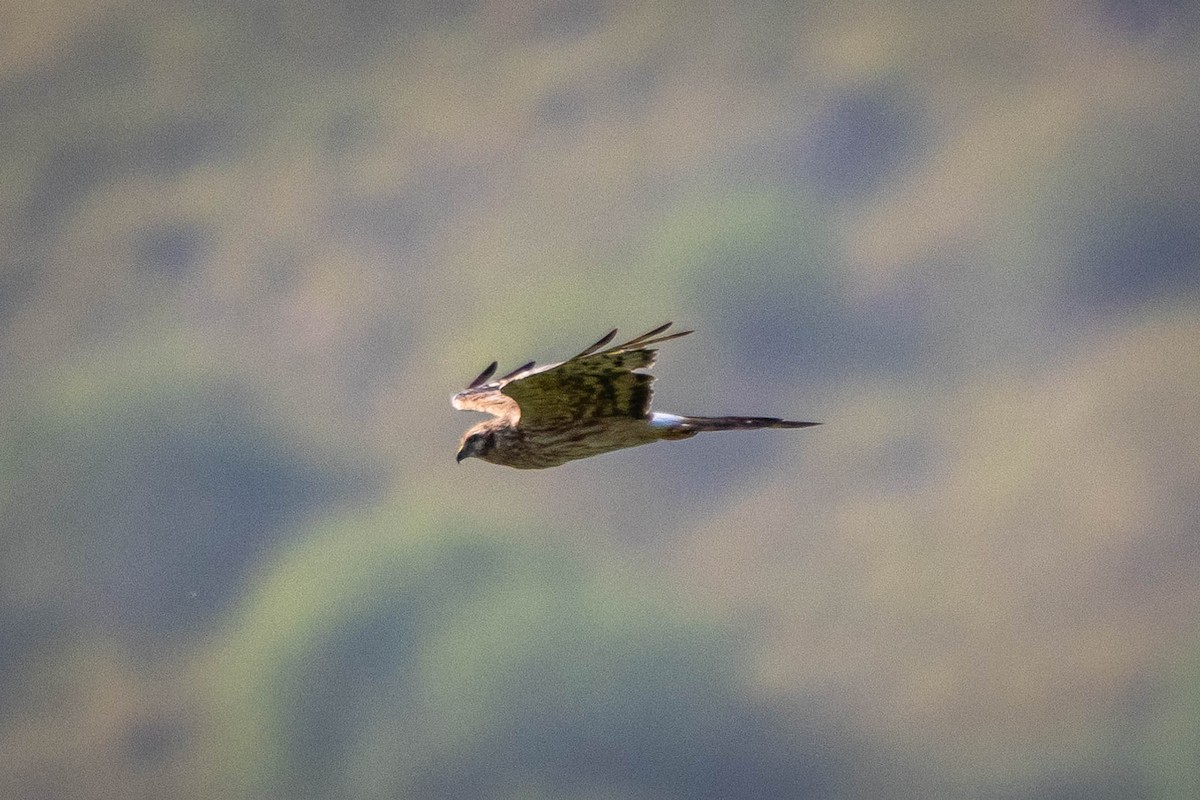 Montagu's Harrier - ML643686045