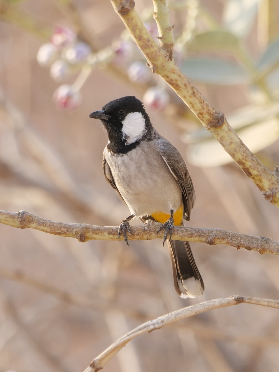 White-eared Bulbul - ML643686046