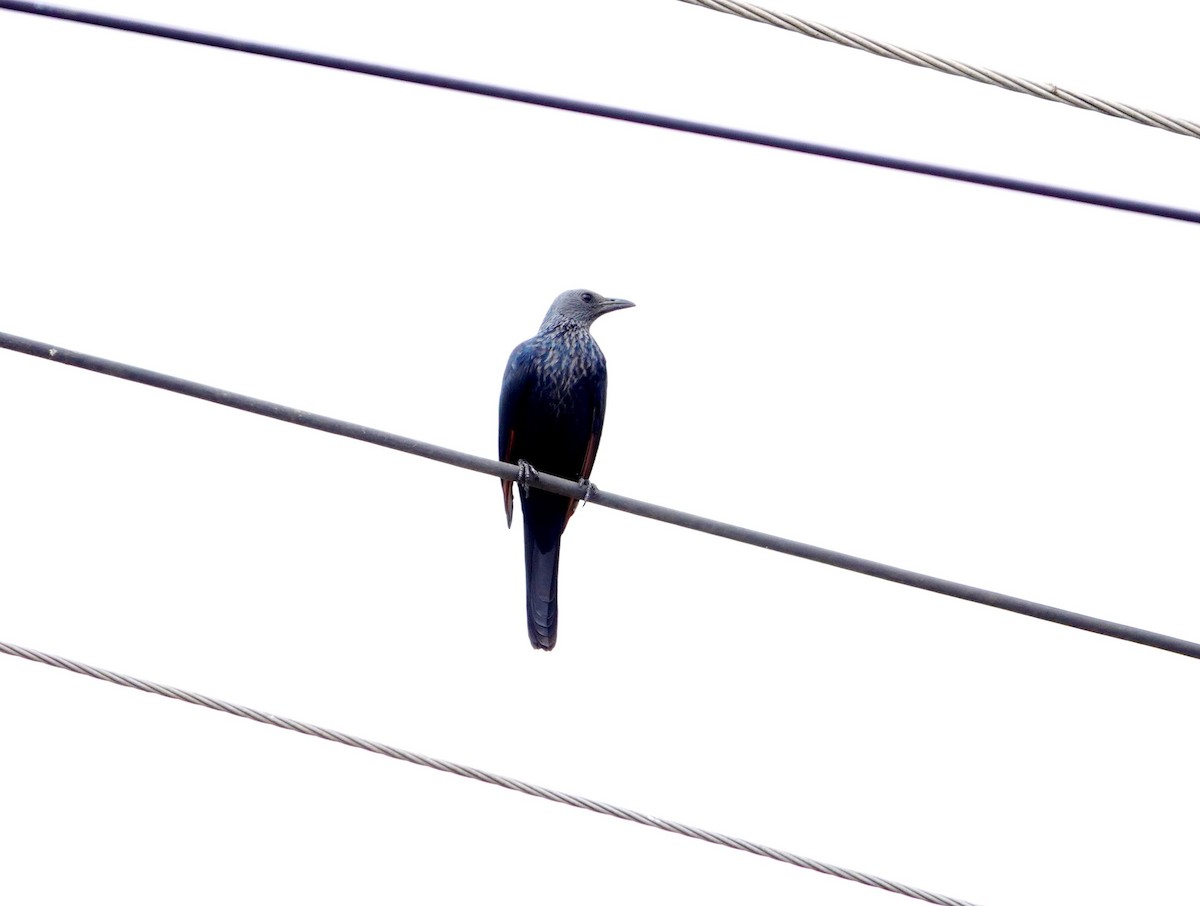 Red-winged Starling - ML643686047