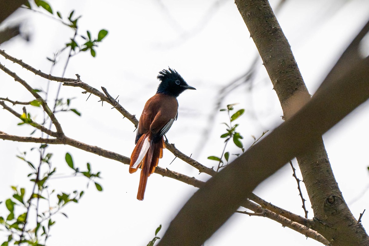 African Paradise-Flycatcher - ML643686048