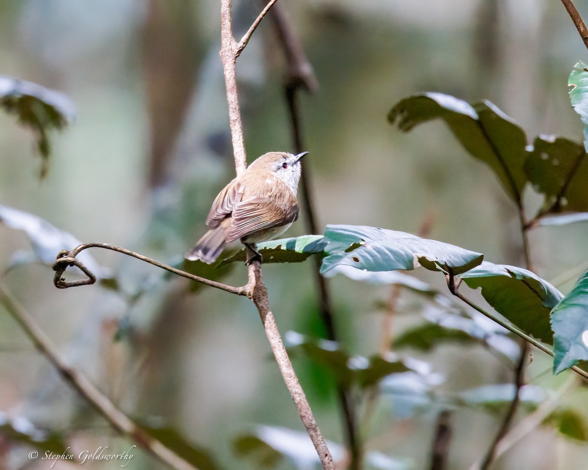 brungerygone - ML643686051