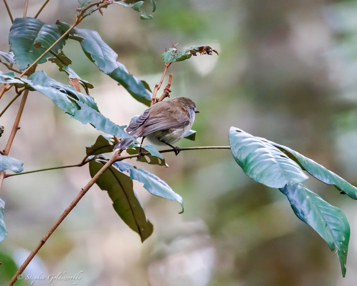 brungerygone - ML643686052