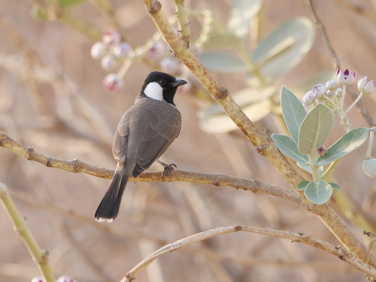 White-eared Bulbul - ML643686055