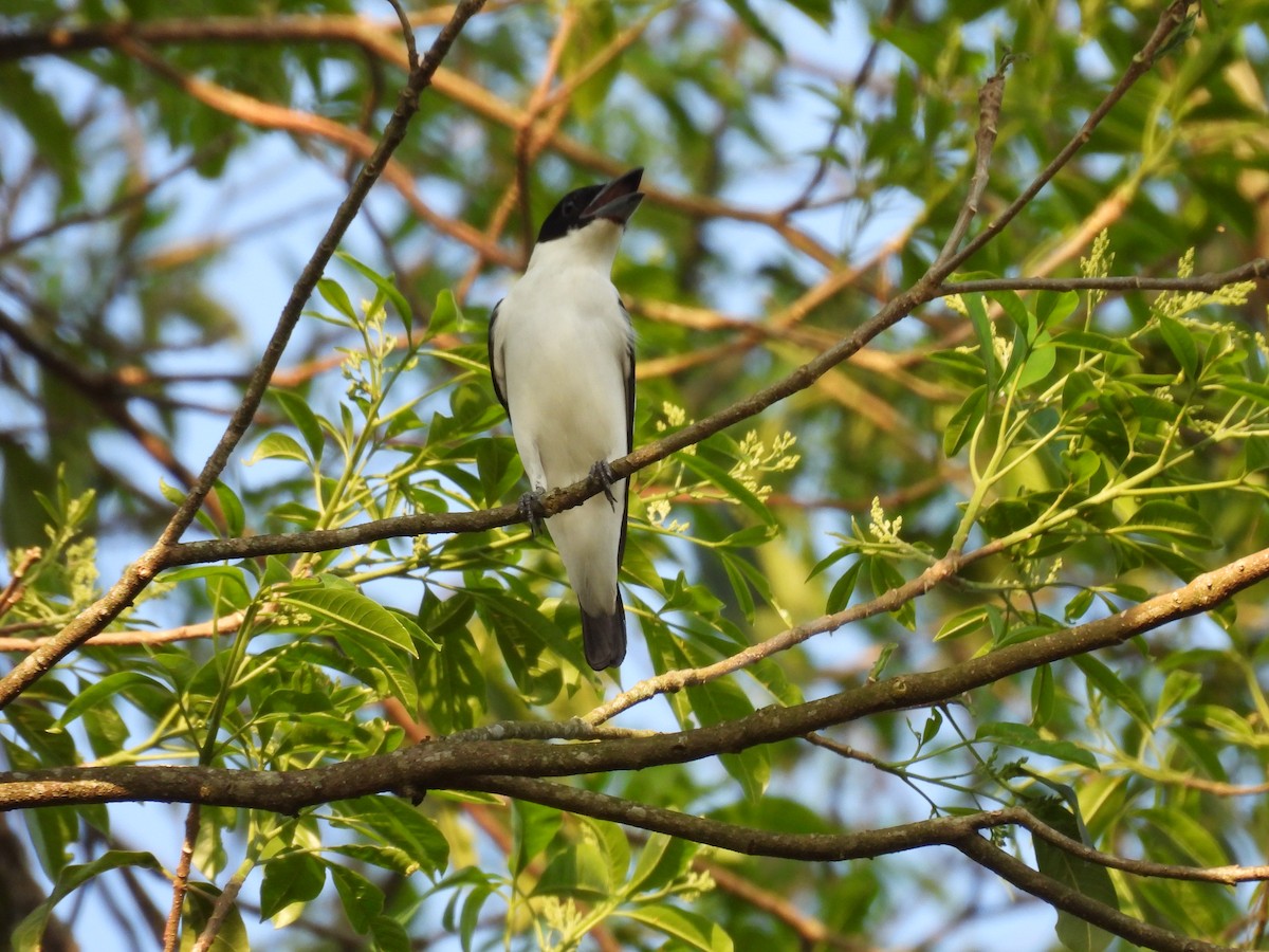Black-crowned Tityra - ML643686056