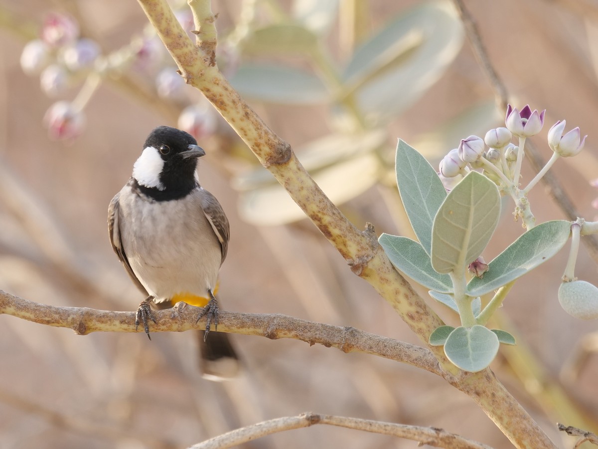 White-eared Bulbul - ML643686059