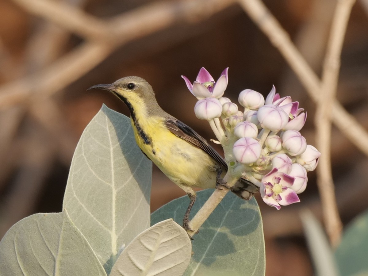Purple Sunbird - ML643686063