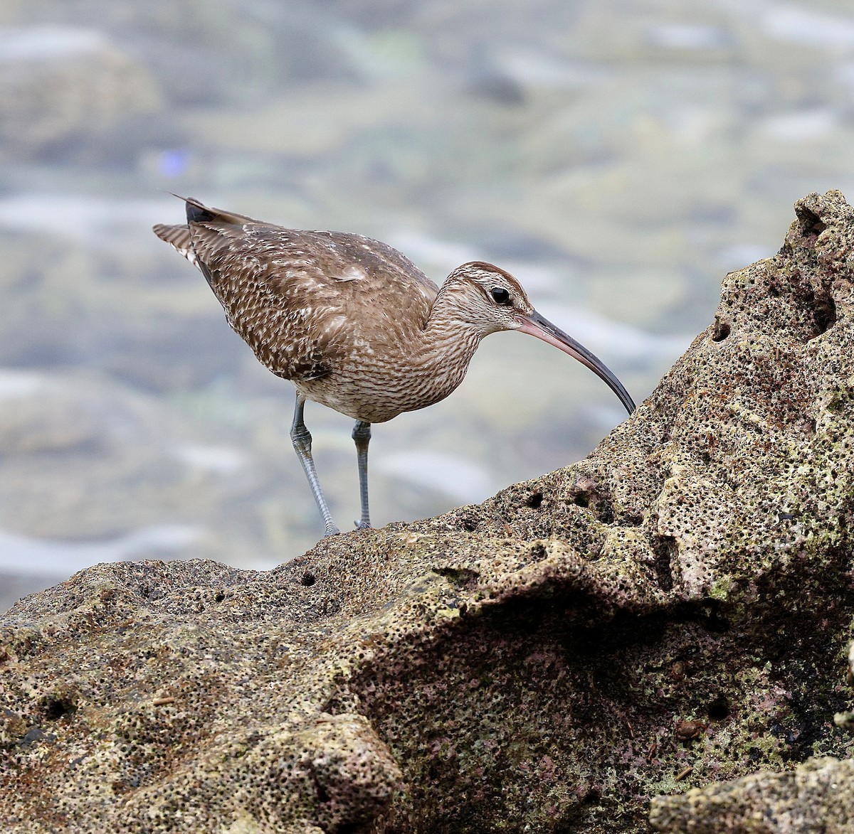 Eurasian Whimbrel - ML643686067